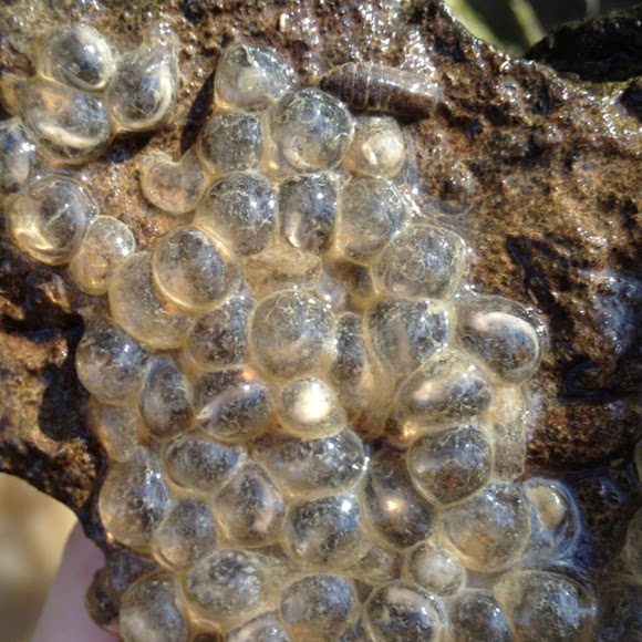 Mudpuppy eggs Project Noah