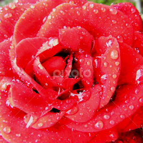 ruza na svitanju by Deki Jiggy - Flowers Flower Gardens