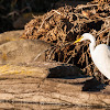 Great Egret