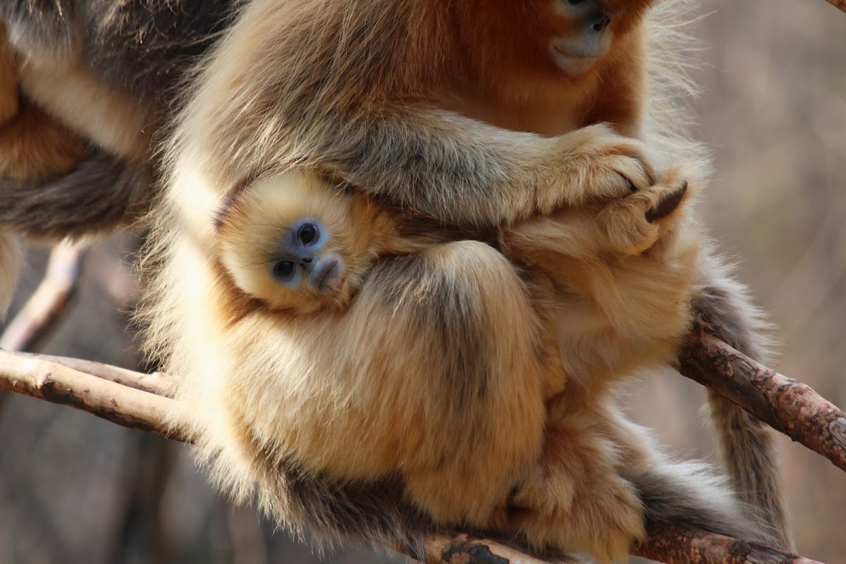 Golden Snub-nosed Monkey infant and juveniles