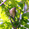 Warbling Vireo