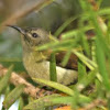 Black-throated Sunbird (female)