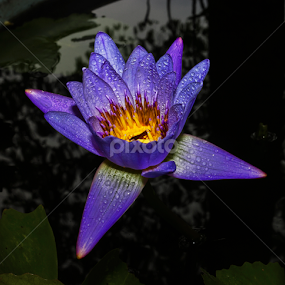 by Kokien Photography - Flowers Flowers in the Wild