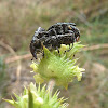 White-spotted Rose Beetle