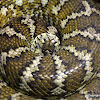Carpet Snake or Carpet Python