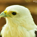 Brahminy Kite