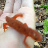Red-spotted Newt, Eastern Newt