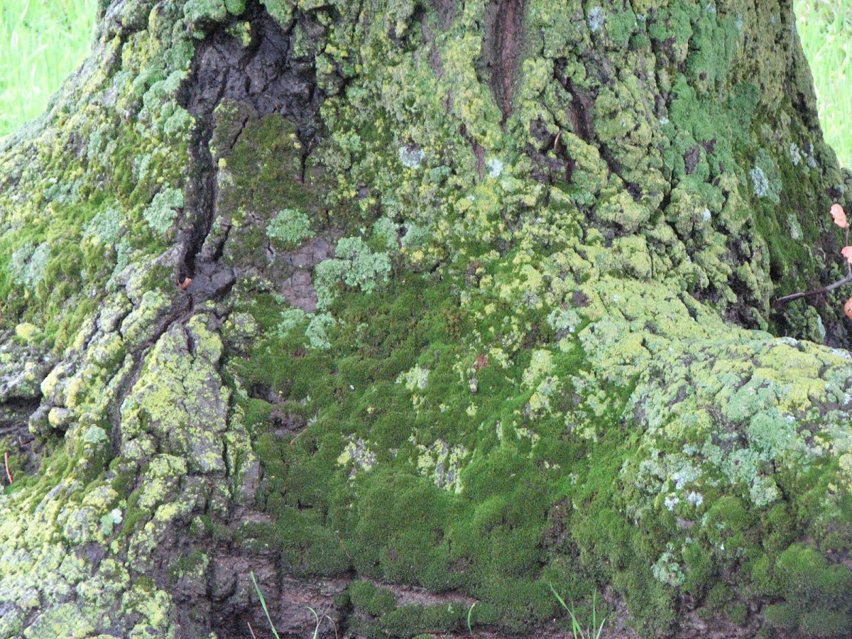 Lichens on Coast Live Oak Trunk