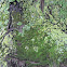 Lichens on Coast Live Oak Trunk