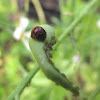 Common Australian ladybug