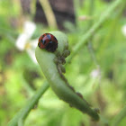 Common Australian ladybug