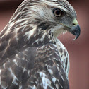 Young hawk