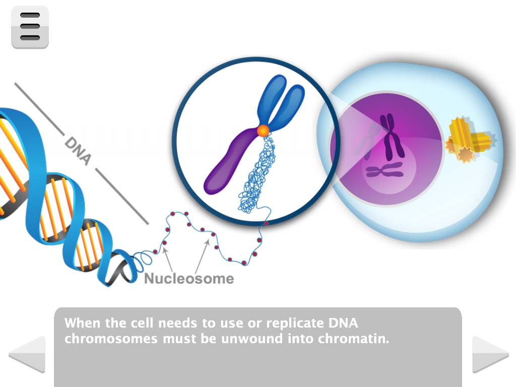 Molecular genetics example psychology picture