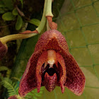 Acineta orchid