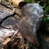 Short Tailed Shrew