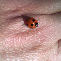 Bold dotted lady bug