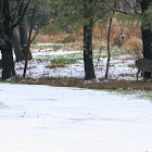 White Tailed Deer