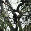 Guatemalan Howler Monkey