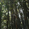 Beechey bamboo