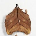 leaf-mimic moth