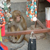 Rhesus Macaque/Rhesus Monkey