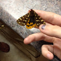 St. Lawrence Tiger Moth - Hodges#8162