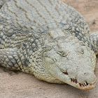 Nile crocodile or Common crocodile