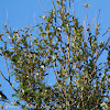 Woodchat Shrike, Alcaudón Común