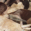 Obscure Pygmy Grasshopper