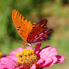 Western Gulf Fritillary Butterfly