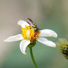 Halictidae Bee