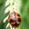 Transverse Ladybird