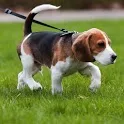 Beagle Dogs Live Wallpaper icon