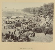 Veemarkt te Gezirah, Caïro