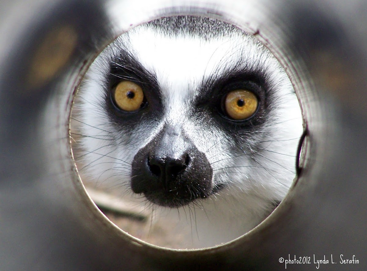 Lemur