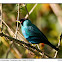 Green Honeycreeper