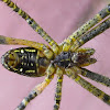 Tent Spider (mature female in web)