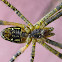 Tent Spider (mature female in web)