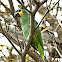 Blue fronted amazon parrot