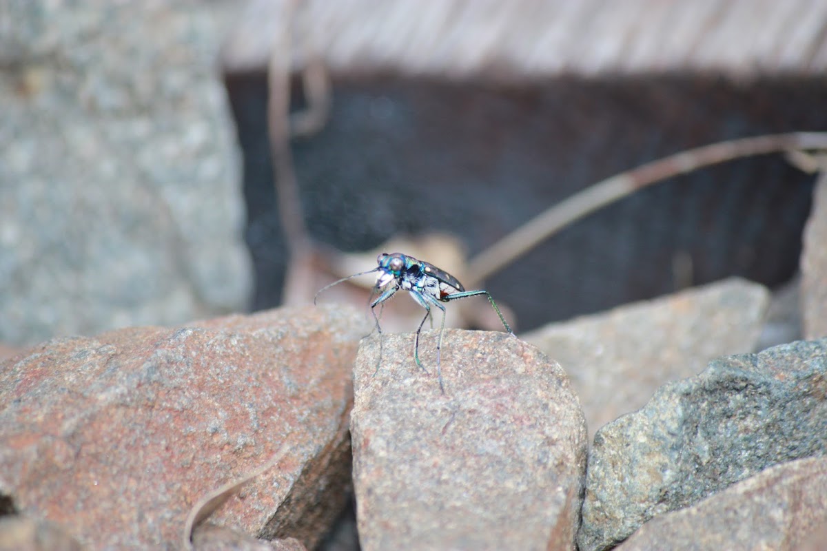 Six-Spotted Tiger Beetle