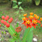 Mexican Butterfly Weed, Blood-flower, Scarlet Milkweed - Asclepias curassavica