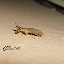 mantis fly
