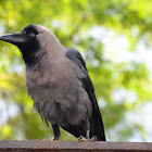 Crow