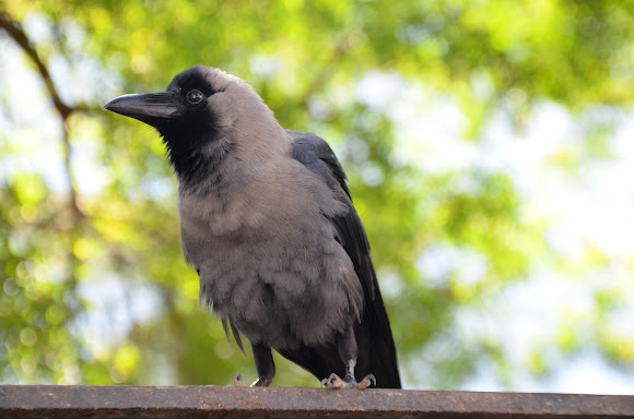 Crow | Project Noah