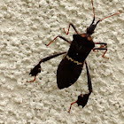 Chince Patona or Leaf-footed bug