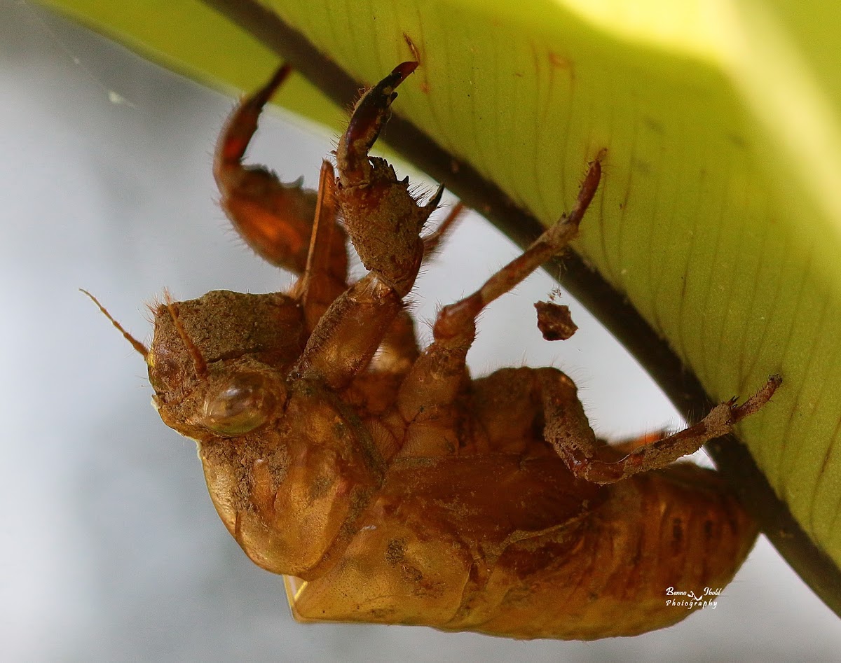 Cicada nymph skin