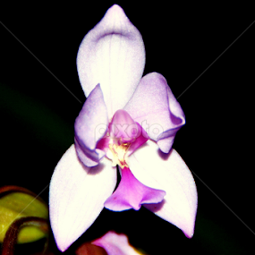 ORCHID FLOWER by Meghali Phukan - Flowers Flowers 2011-2013