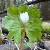 Bloodroot