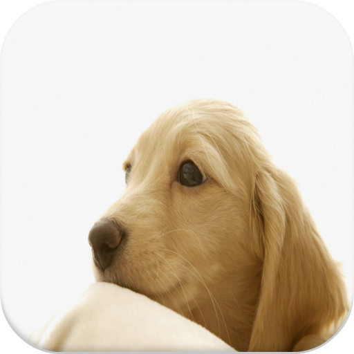 Puppy Video Wallpapers 個人化 App LOGO-APP開箱王