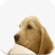 Puppy Video Wallpapers APK